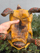 Red Foot Tortoise Adult Male