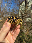 Burmese Star Tortoise 2024