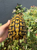 Eastern Hermann's Tortoise Adult Male