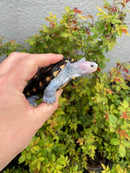 Ornate Diamondback Terrapin Male