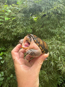 Vampire Musk Turtle Adult Female
