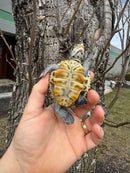 Hi White Concentric Diamondback Terrapin 2025