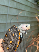 Ornate Diamondback Terrapin Female