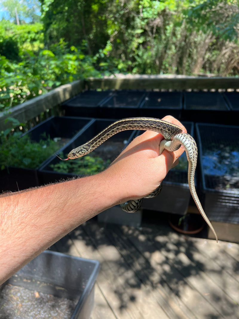 Florida Blue Garter Snake Adult Female