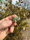 Mitch Clown Red Eared Slider Turtle