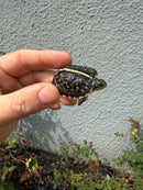 HI YELLOW Florida Box Turtle