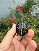 HI YELLOW Florida Box Turtle
