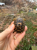 Leopard Tortoise 2025