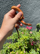 Red Salt Marsh Water Snake Adult Male