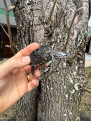 Hi Blue Concentric Diamondback Terrapin 2025
