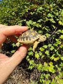 Leopard Tortoise 2024