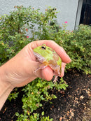 Mutant  Pacman Frog