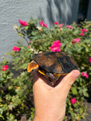Twist-necked Turtle LTC Female