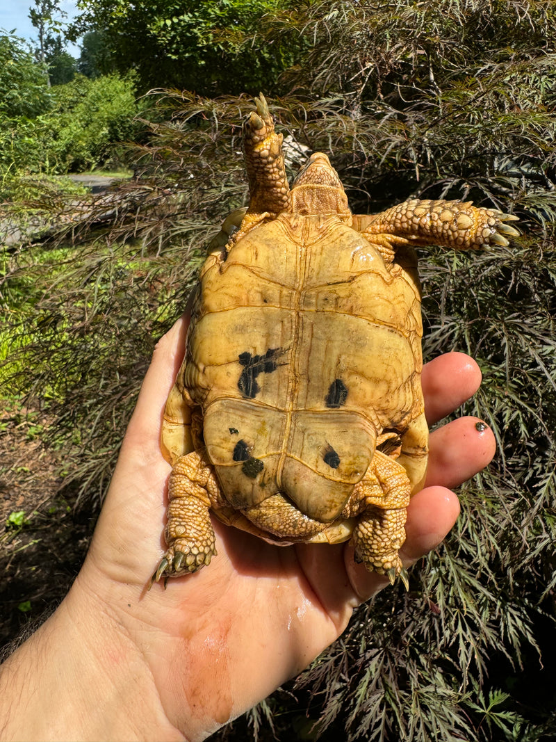 Syrian Golden Greek Tortoise Pair