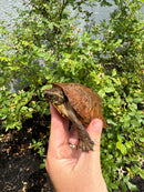 Flat Shell Turtle Juvenile Female 2025