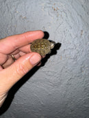 Hi White Concentric Diamondback Terrapin 2024