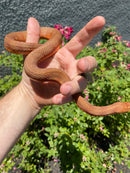 Red Salt Marsh Water Snake Adult Female