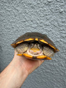 Hybino Red-Eared Slider Adult Female