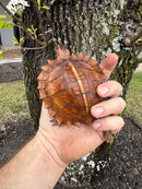 Spiny Hill Turtle CB 2024
