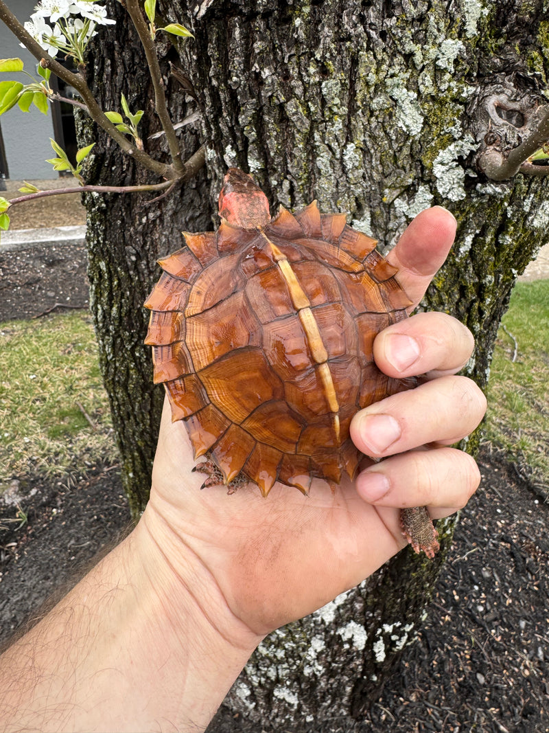 Spiny Hill Turtles For Sale | American Reptile Distributors