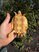 Albino Heiroglyphic River Cooter Turtle