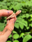 Albino Florida Snapping Turtle 2024