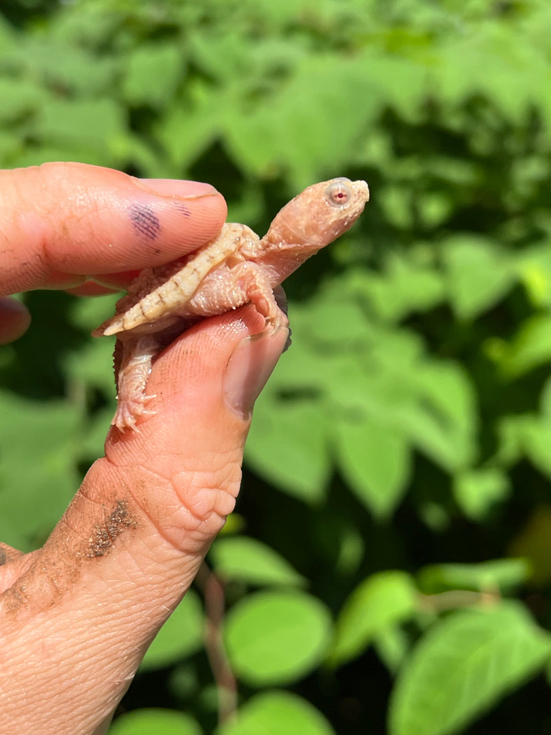 Albino Florida Snapping Turtle 2024