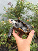 Adult Mississippi Diamondback Terrapin Female