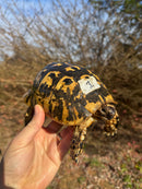 Libyan Greek Tortoise Adult Male