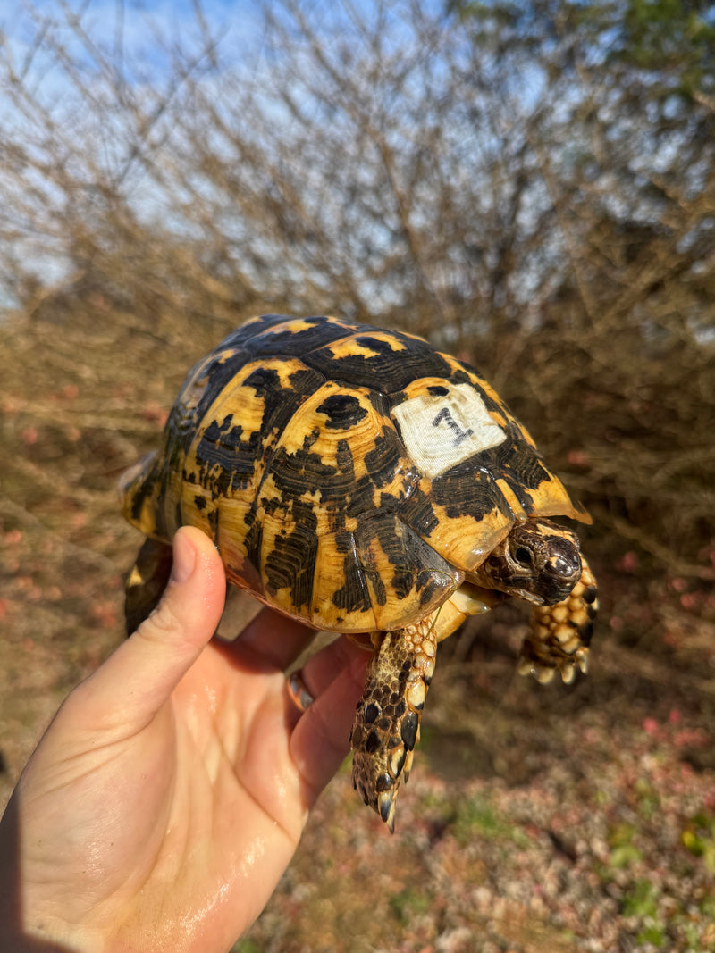 Libyan Greek Tortoise Adult Male