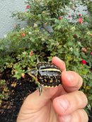 HI YELLOW Florida Box Turtle