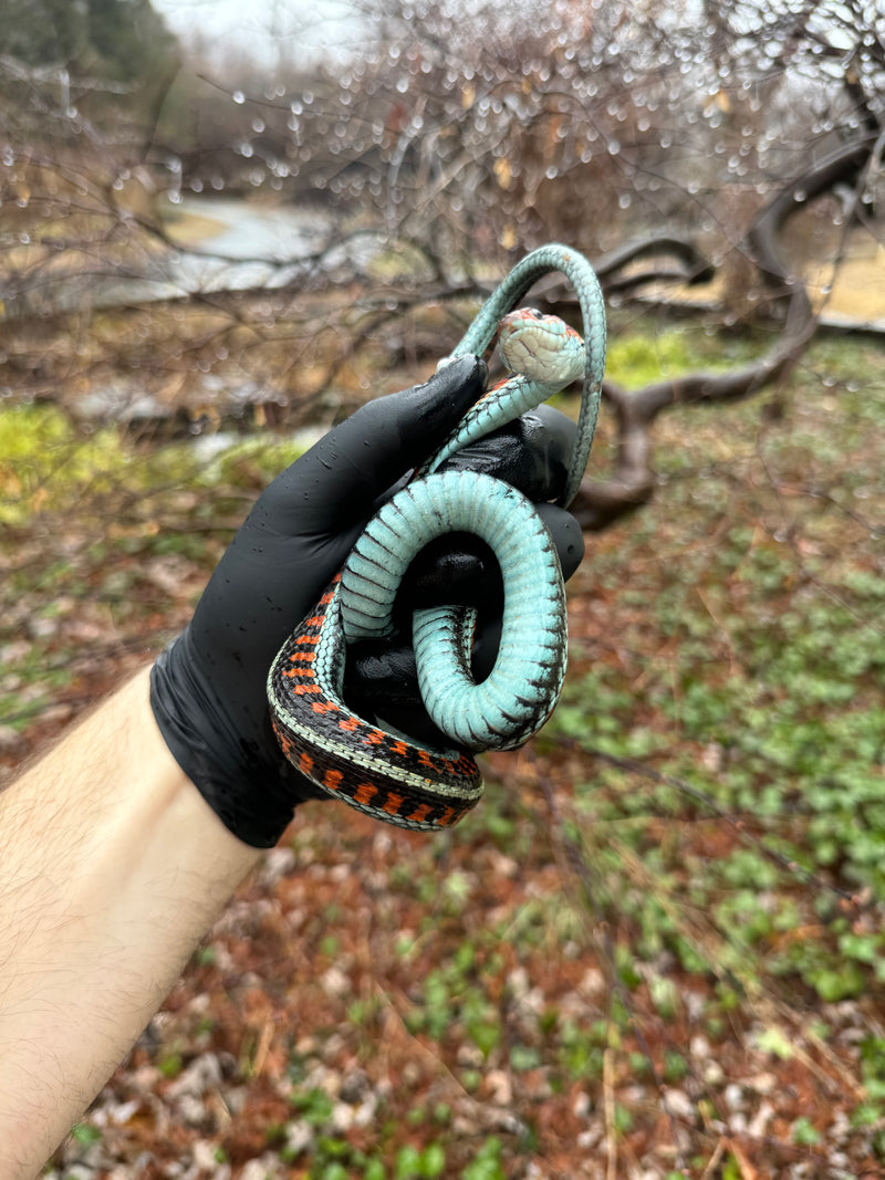 California Red-sided Garter Snake Adult Female