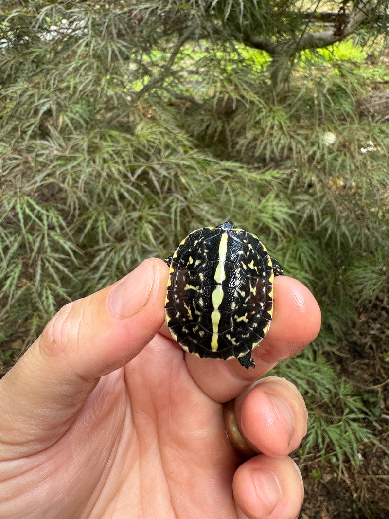 HI YELLOW Florida Box Turtle Baby 2024