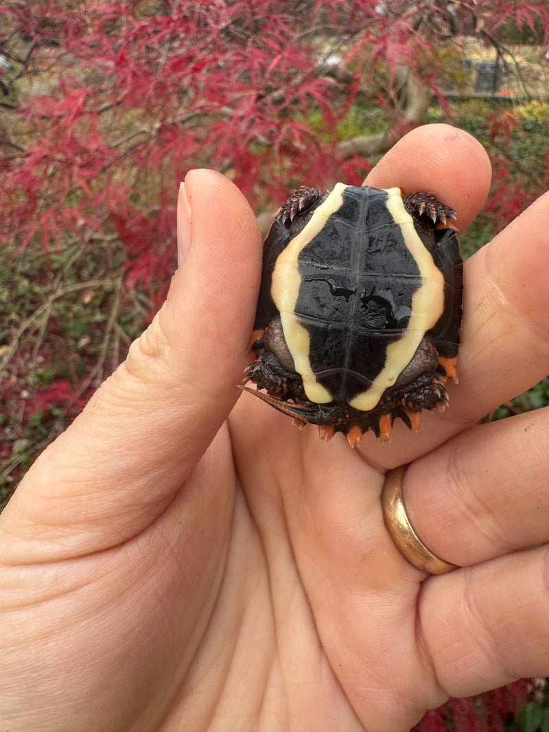 Hi Orange Vietnamese Black Breasted Leaf Turtle Baby 2025
