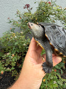Northern Diamondback Terrapin Adult Female