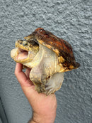 Hypomelanistic Common Snapping Turtle 2024