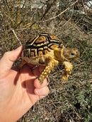 HI WHITE Leopard Tortoise 2024