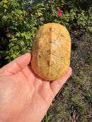 Albino Reeves Turtle Pair