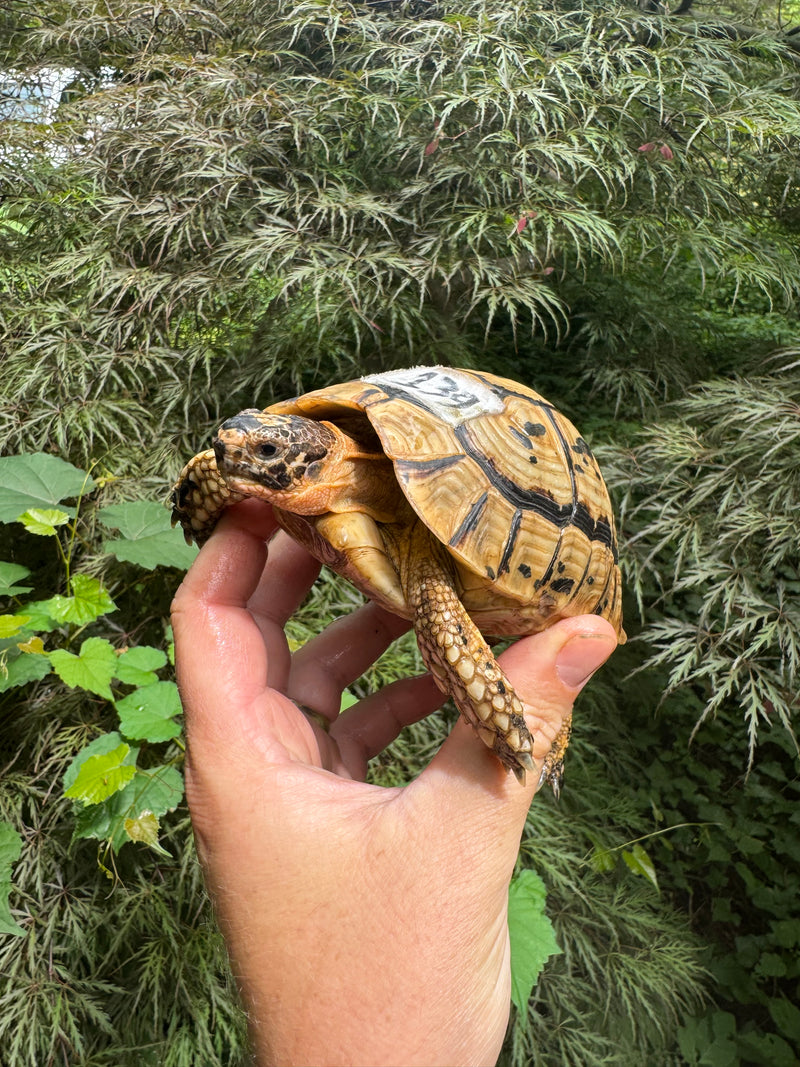 Libyan Greek Tortoise Adult Male
