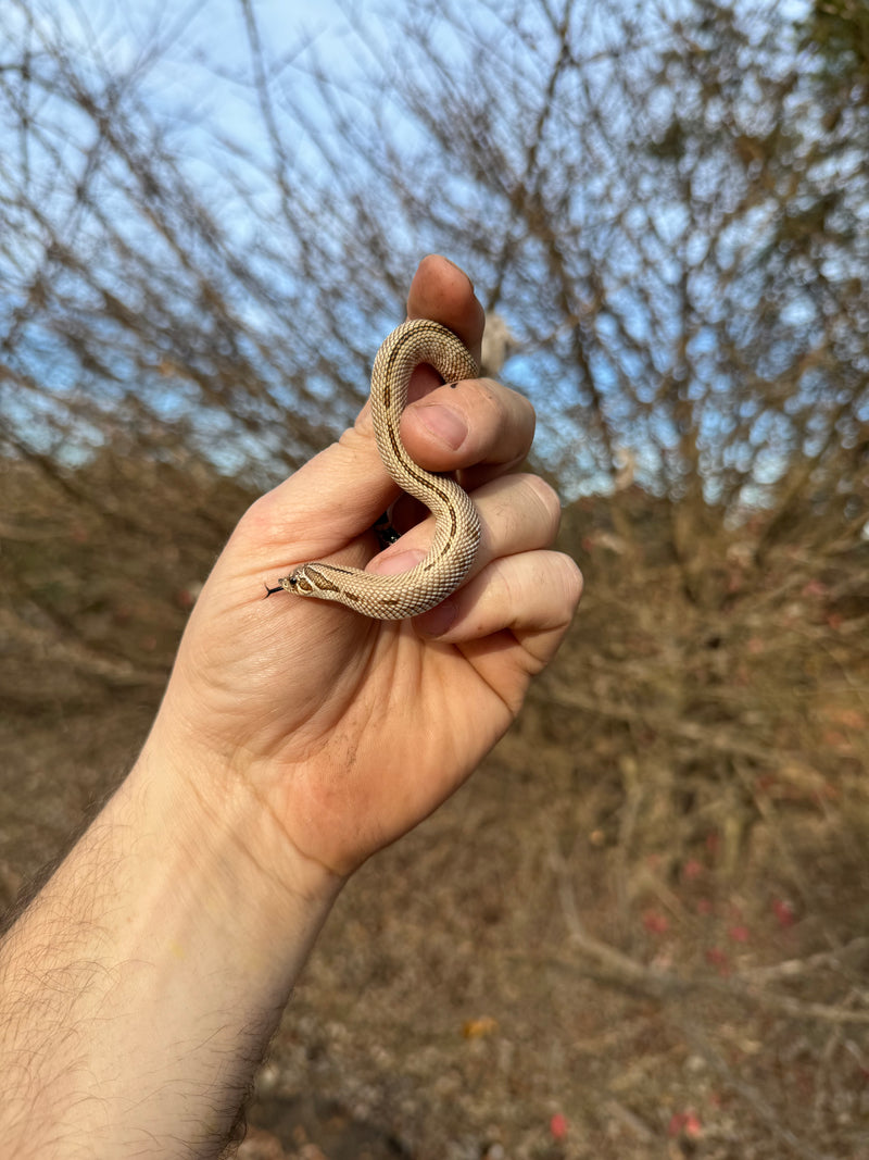 Superconda Western Hognose Snake Female