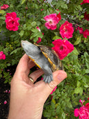 Adult Northern Diamondback Terrapin Male