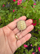 Albino Florida Snapping Turtle 2026