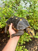 Red Foot Tortoise Adult Male