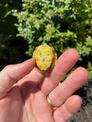 Mitch Clown Red Eared Slider Turtle