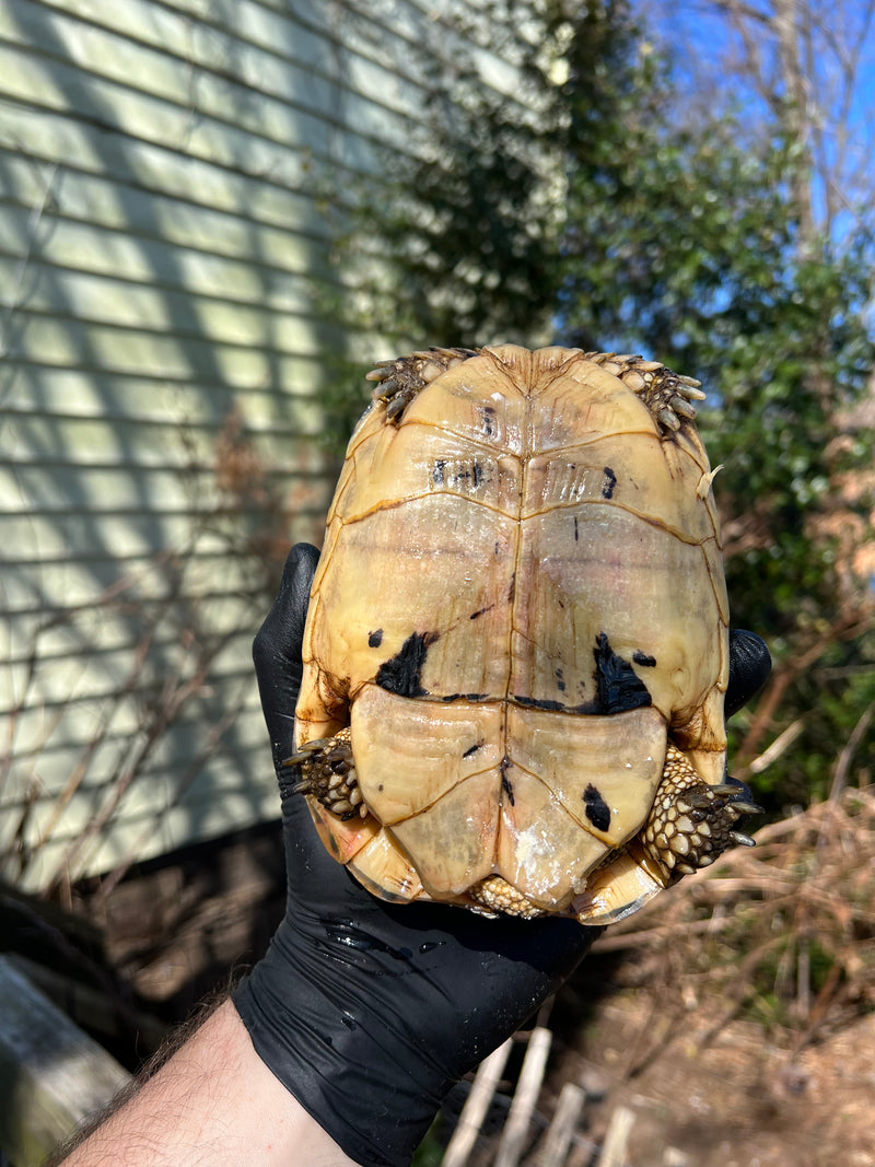 Libyan Greek Tortoise Adult Female