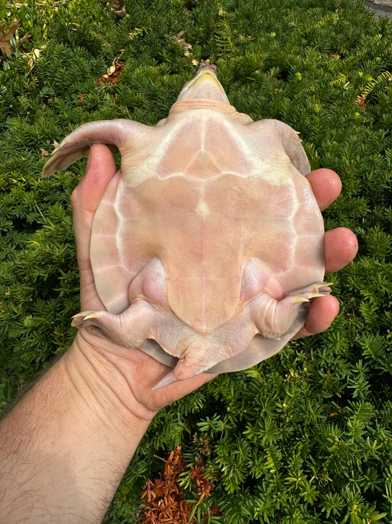 "Paradox" Fly River Turtle Juvenile (Carettochelys insculpta)