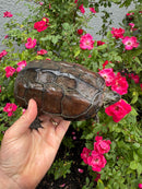 Reeves Turtles Adult Female