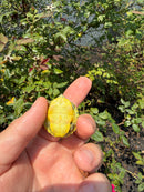 Pastel Picasso Red Eared Slider Turtle