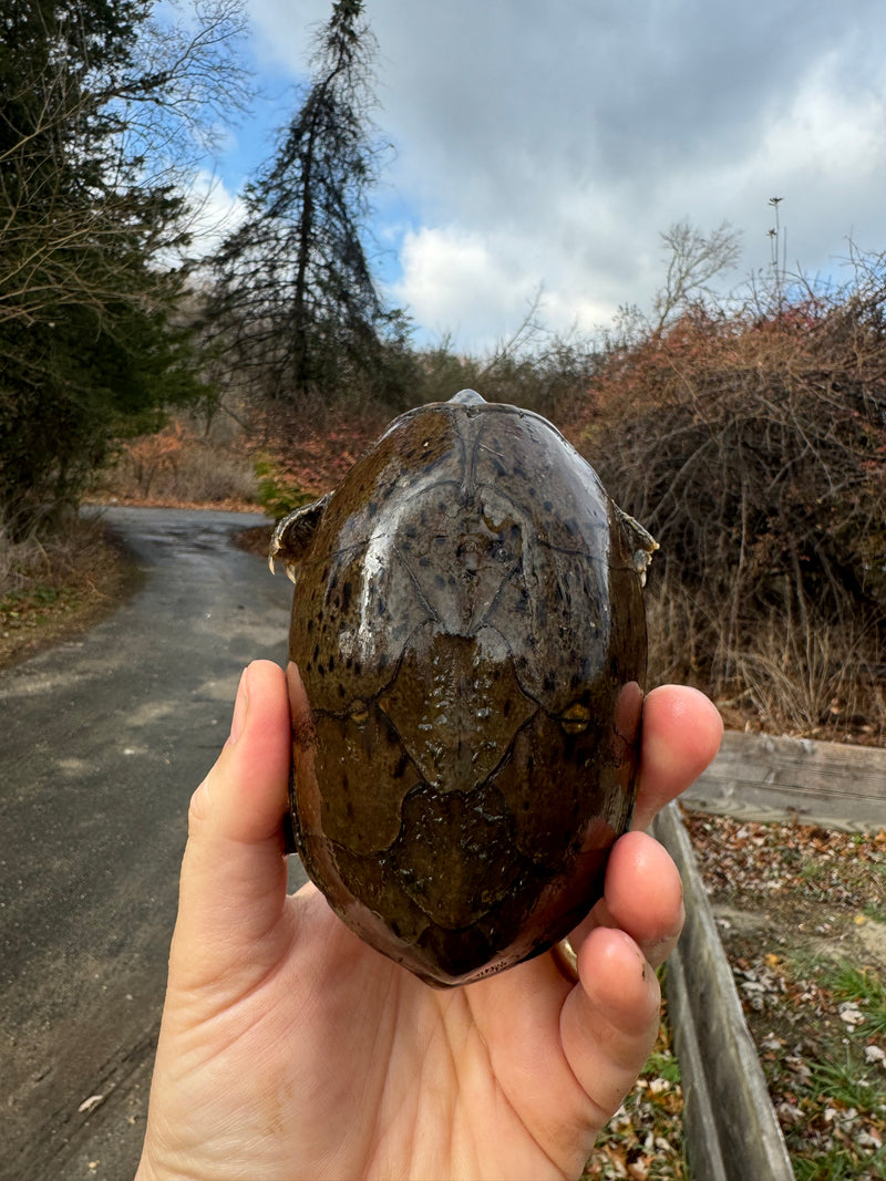 Stripe-necked Musk Turtle Adult Pair