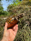Keeled Box Turtle Adult Female (Cuora mouhotii mouhotii)